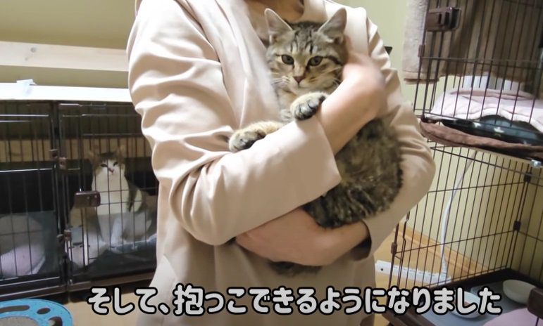 初めて抱っこされる子猫