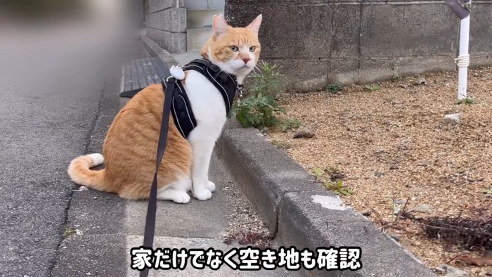 散歩中の猫