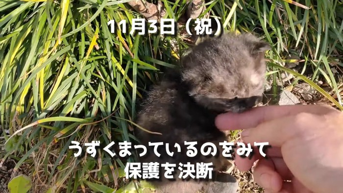 うずまっていた子猫