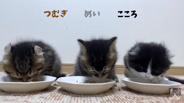 ごはんタイムの子猫