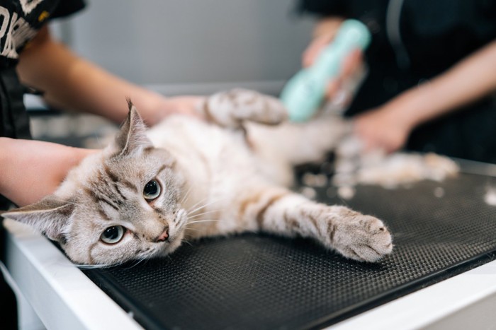 バリカンされる猫