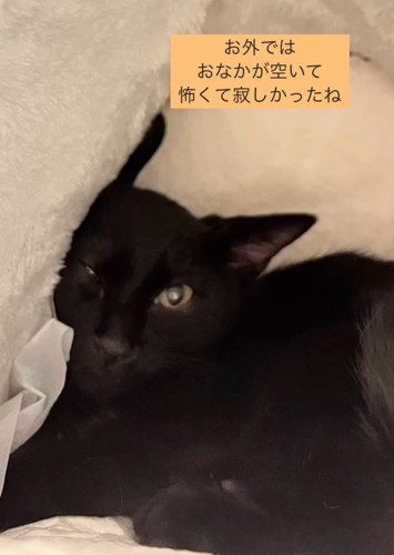 猫ベッドにいる子猫