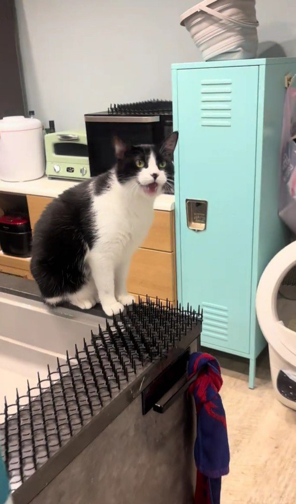 鳴いている猫