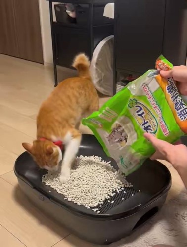 猫砂を入れているところを掘る猫