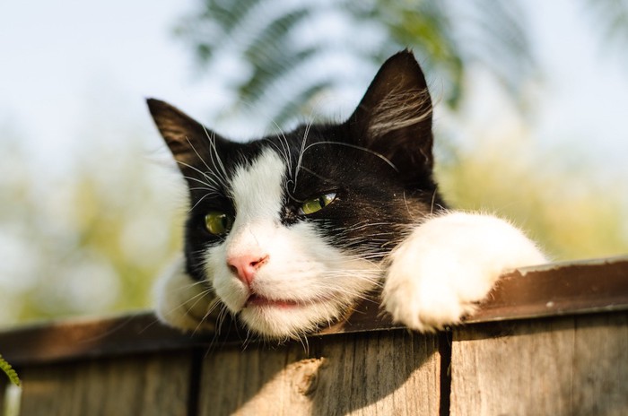 塀からのぞき込む猫