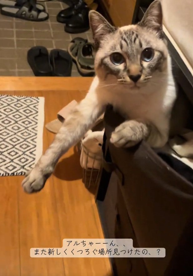 カメラ目線の猫