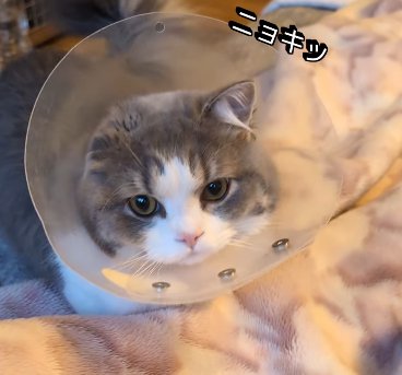 エリカラを着けた猫の片耳だけが立っている(ニョキッ)