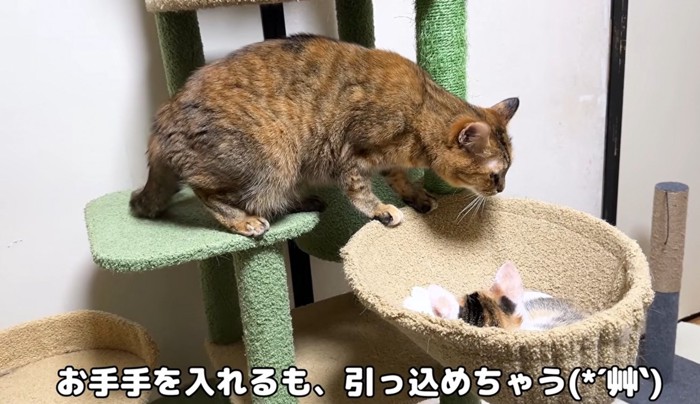 キャットタワーにいる成猫と子猫