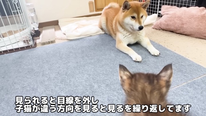 座る犬と子猫の後ろ姿