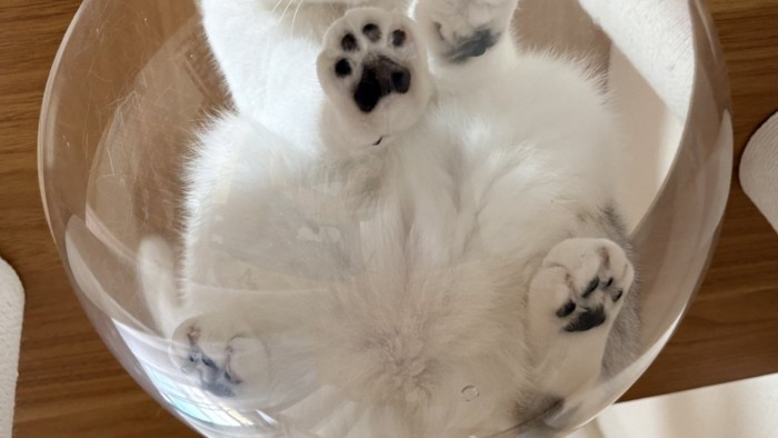 透明ボウルから覗く猫の肉球の様子