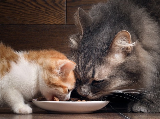 生肉、キャットフード、野菜の入ったお皿と猫