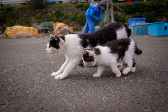 隣を歩く猫