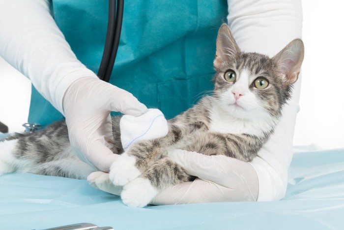 医者に抱きかかえられている猫