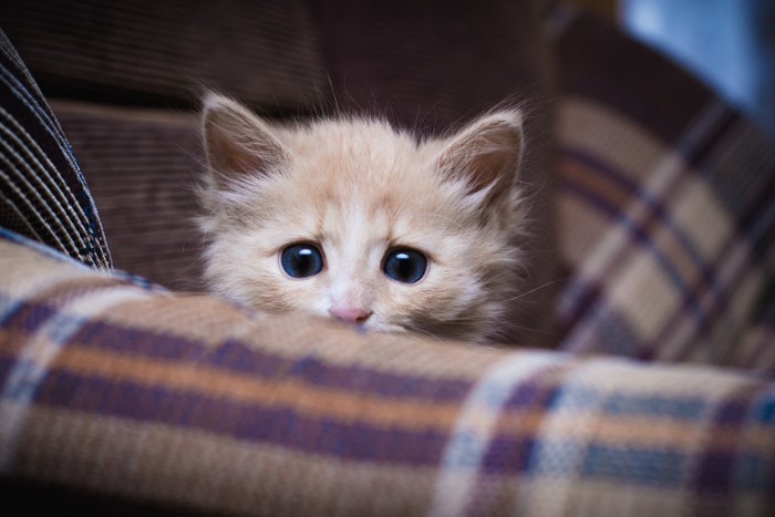 怖がって隠れる子猫