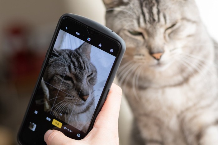 スマホで写真を撮られる猫