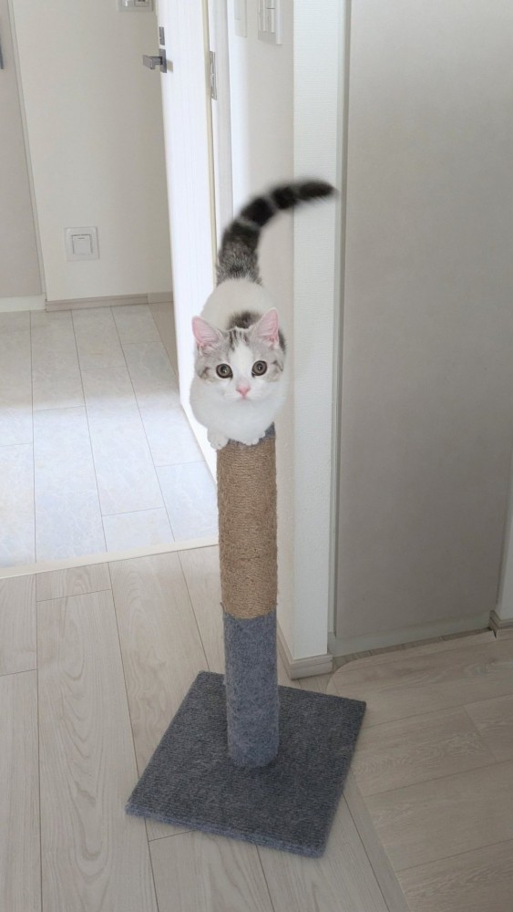 爪とぎポールのてっぺんに乗る子猫の姿