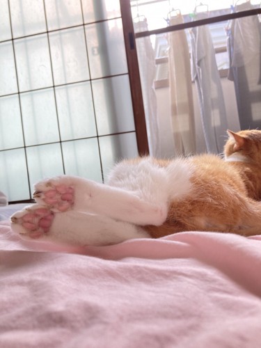 ベランダを見つめるおかかちゃん