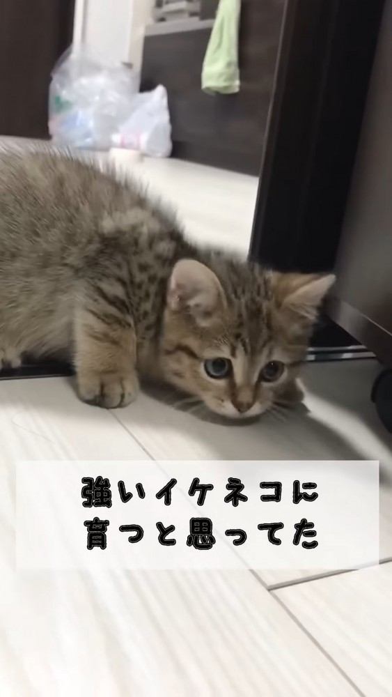 姿勢を低くする子猫