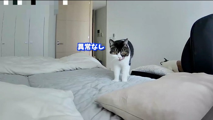 飼い主のベッドの上に登る立ち耳の猫