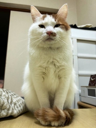 お座りする猫