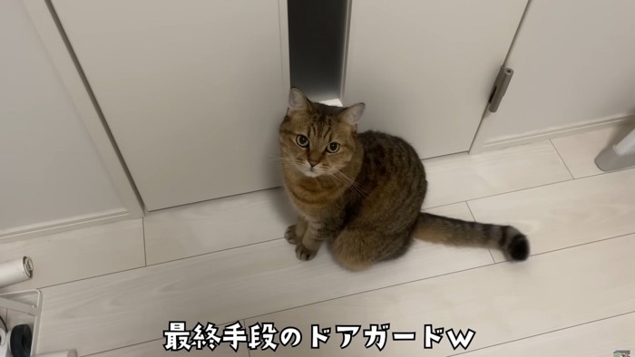 ドアの前に座り込んで飼い主を見上げる猫