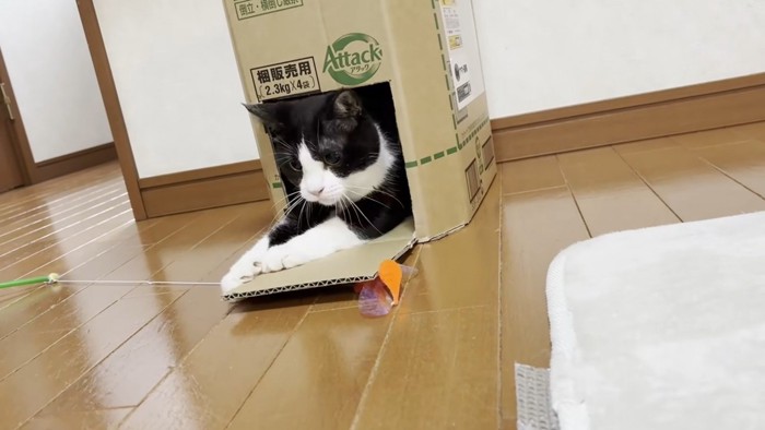 段ボール箱に入り顔を見せているハチワレ猫