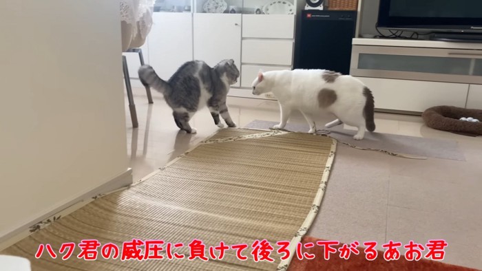 にらみ合う2匹の猫