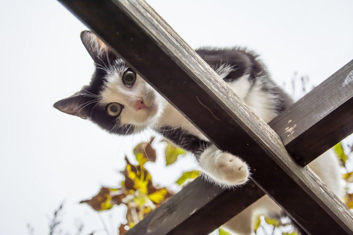 上から見下ろす猫