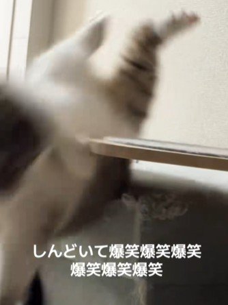 落ちた猫