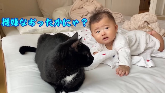 赤ちゃんの様子を気にする黒猫