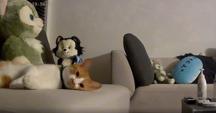 寝そべっている猫