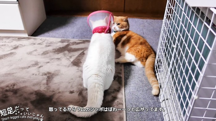 寝そべる猫と白猫