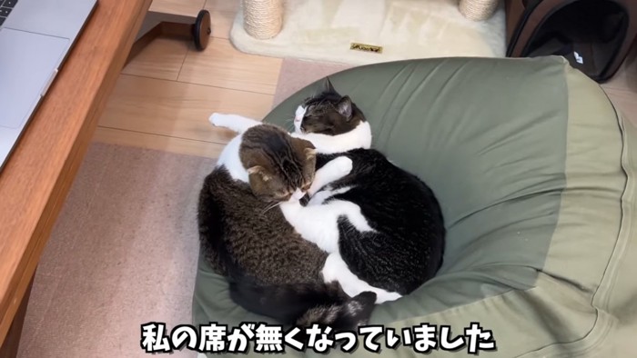 クッションでねる2匹の猫