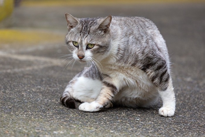 起き上がろうとする猫