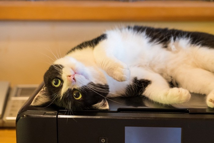 .甘えた表情で飼い主を見つめる猫