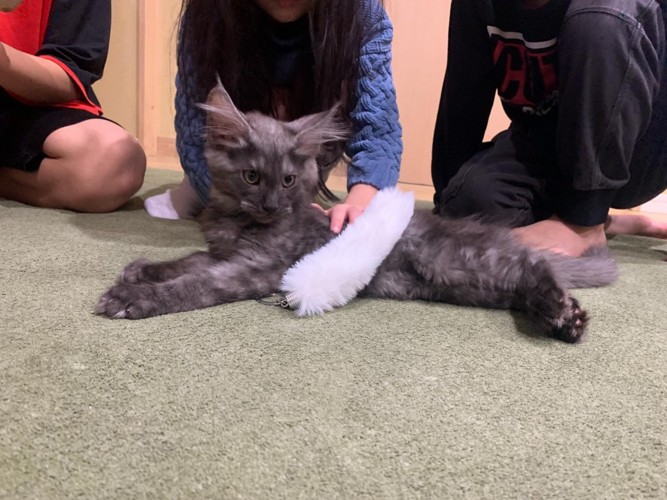 子どもに囲まれる子猫