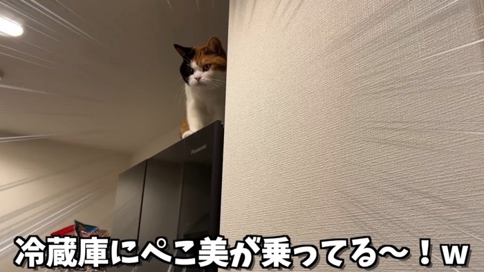 冷蔵庫の上に乗る猫