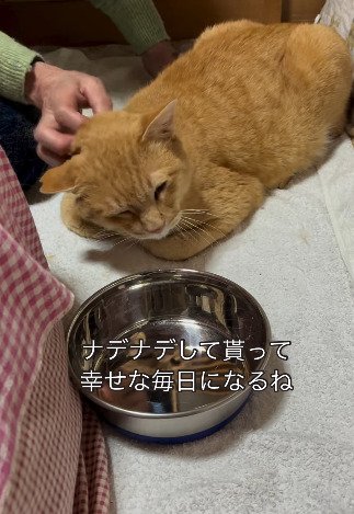 香箱座りをする猫