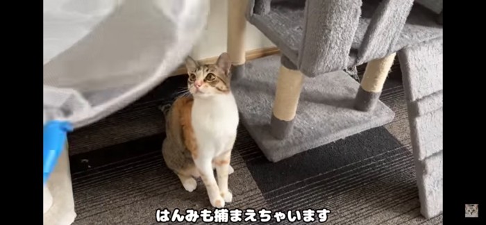 捕まえる