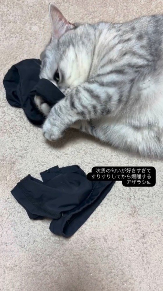 アームカバーに頬ずりする猫