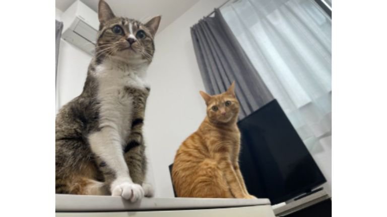 室内にいる猫たち