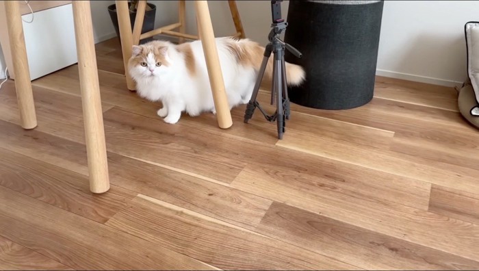 テーブルの下へ隠れる猫