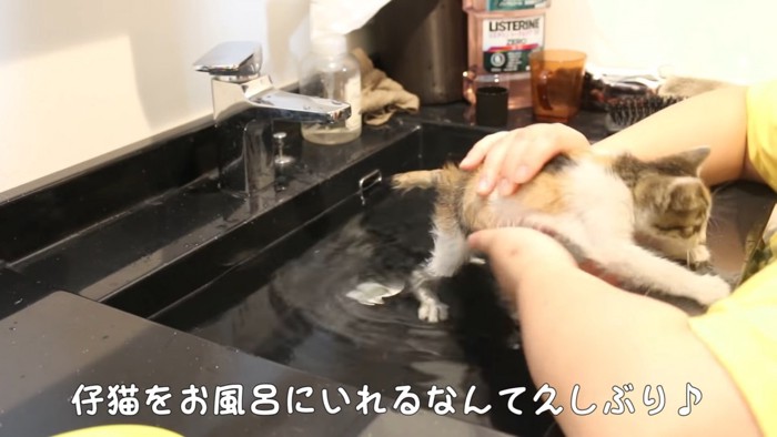 逃げようとする子猫