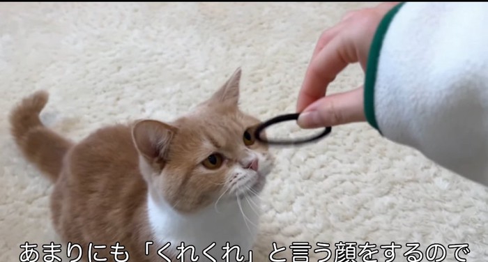 見上げる猫