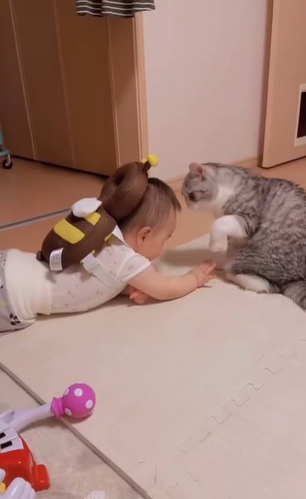 ハイハイをする赤ちゃんと猫