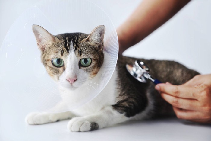 聴診器を当てられている猫