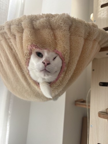 ハンモックから顔を出す猫
