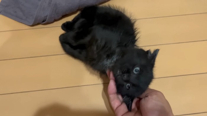 なでられる子猫