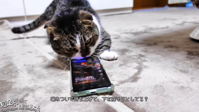 スマホを噛む猫