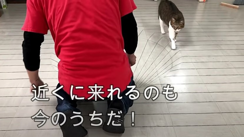 絵を描く飼い主さんの様子を見に来た猫